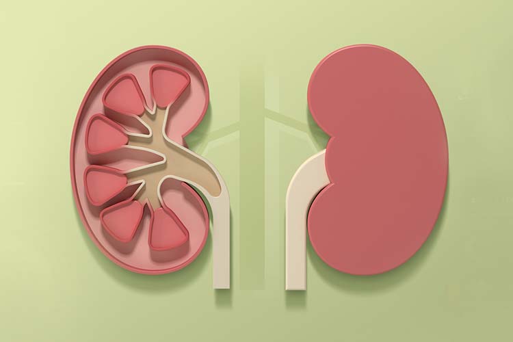 慢性腎臓病（CKD）イメージ