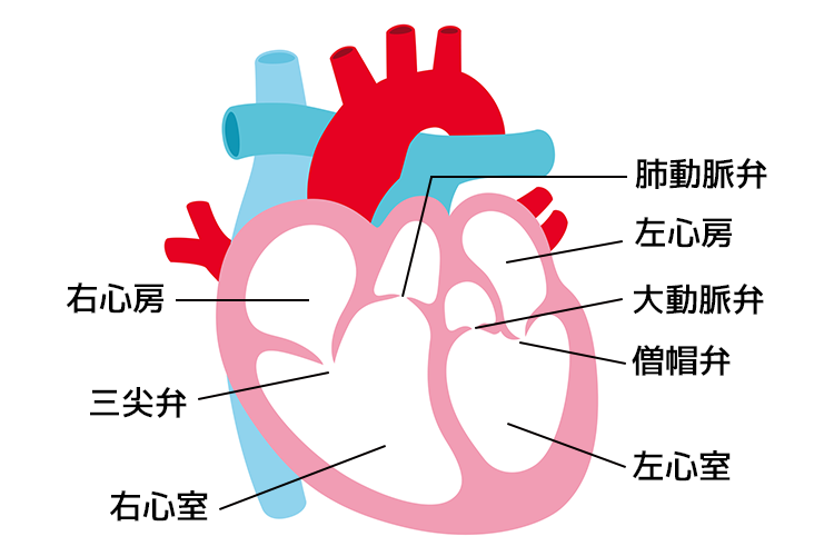 弁膜症イメージ